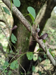 Aristolochia baetica