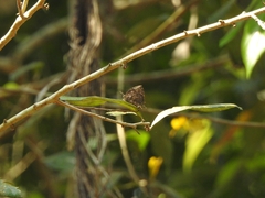 Thaduka multicaudata