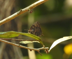 Thaduka multicaudata