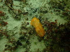 Doriopsilla areolata