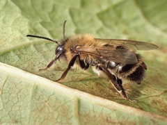 Andrena scotica