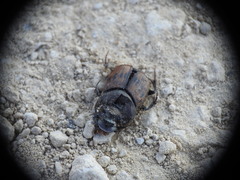Onthophagus lemur