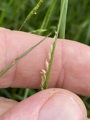 Eriochloa