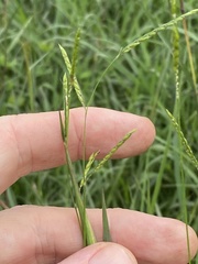 Eriochloa