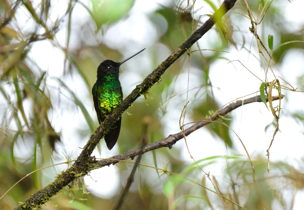 Dusky Starfrontlet photo