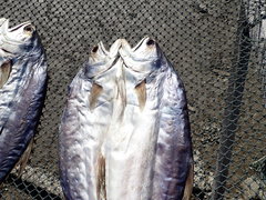 Scomberoides