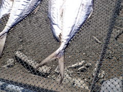 Scomberoides