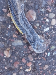 Helicops infrataeniatus