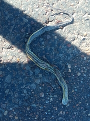 Helicops infrataeniatus