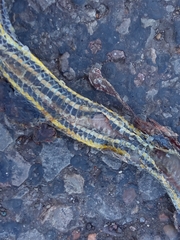 Helicops infrataeniatus