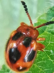 Stenotarsus pardalis