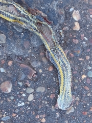 Helicops infrataeniatus