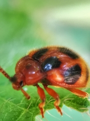 Stenotarsus pardalis