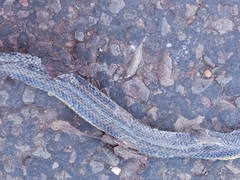 Helicops infrataeniatus