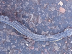 Helicops infrataeniatus