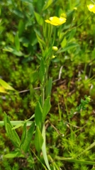 Ranunculus flammula