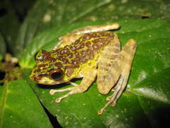 Sumaterana crassiovis