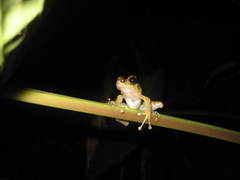 Sumaterana crassiovis