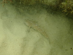 Caffrogobius nudiceps