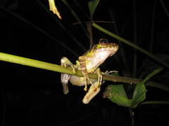 Sumaterana crassiovis