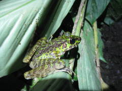 Sumaterana crassiovis