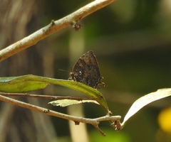 Thaduka multicaudata