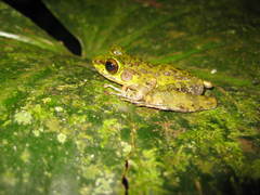 Sumaterana crassiovis