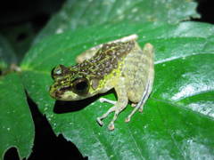 Sumaterana crassiovis