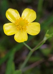 Ranunculus flammula