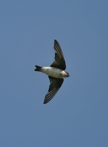 Hirondelle de Bonaparte (Delichon dasypus)