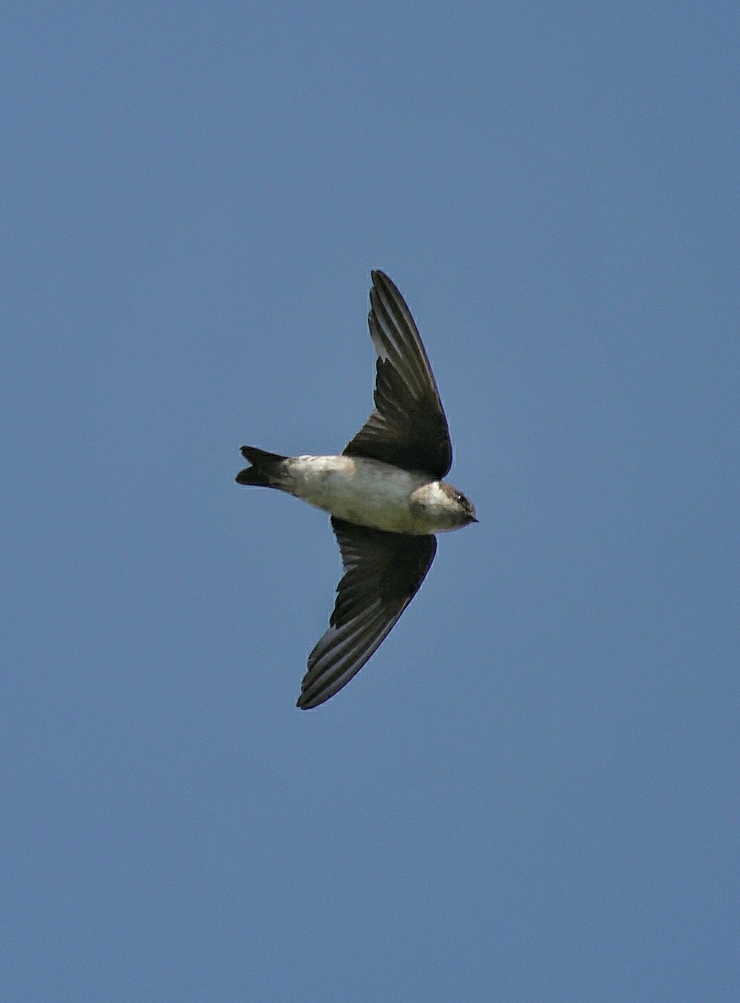 Asian House Martin (Delichon dasypus)