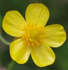 Ranunculus flammula