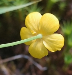 Ranunculus flammula