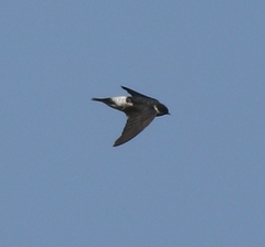 Asian House Martin photo 1