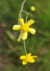 Ranunculus flammula