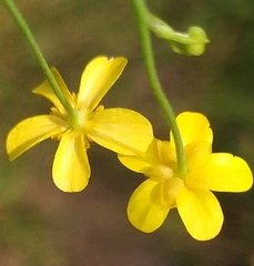 Ranunculus flammula