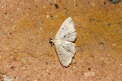 Pycnarmon