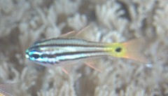 Ostorhinchus compressus