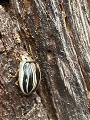 Paropsisterna insignita