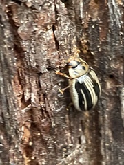 Paropsisterna insignita