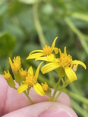 Senecio linearifolius latifolius