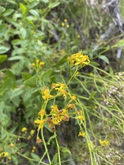 Senecio linearifolius latifolius