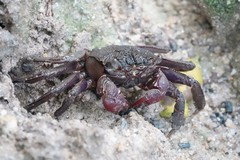 Episesarma chentongense