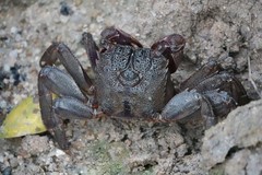 Episesarma chentongense