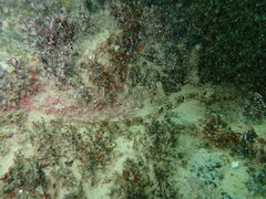 Syngnathus temminckii