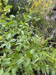 Senecio linearifolius latifolius