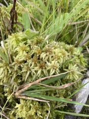 Sphagnum cristatum