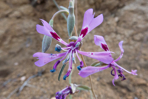 Gunsight clarkia (Clarkia xantiana)