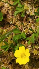 Potentilla anglica