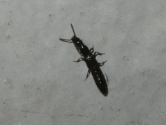 Gyrohypnus fracticornis
